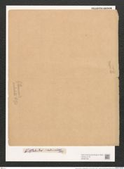 Navicula mutica var. undulata (Hilse) Cl. et Gr. (de-Toni-Nr.: Genus 1, Species 397) Zeichnungen Sammlung Grunow (NHMW-BOT-W0367362)